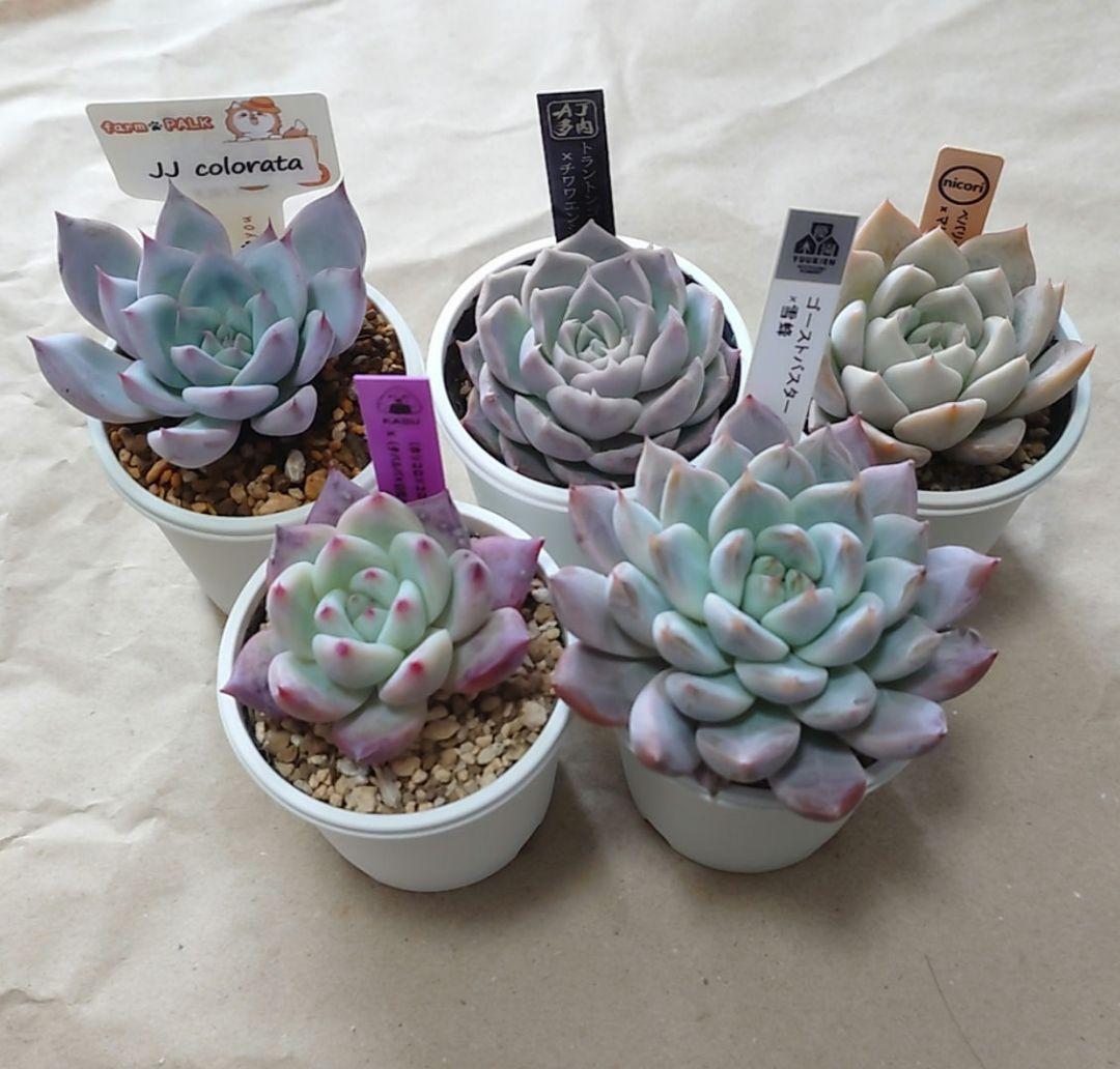 多肉植物　まとめ売り（札付き）