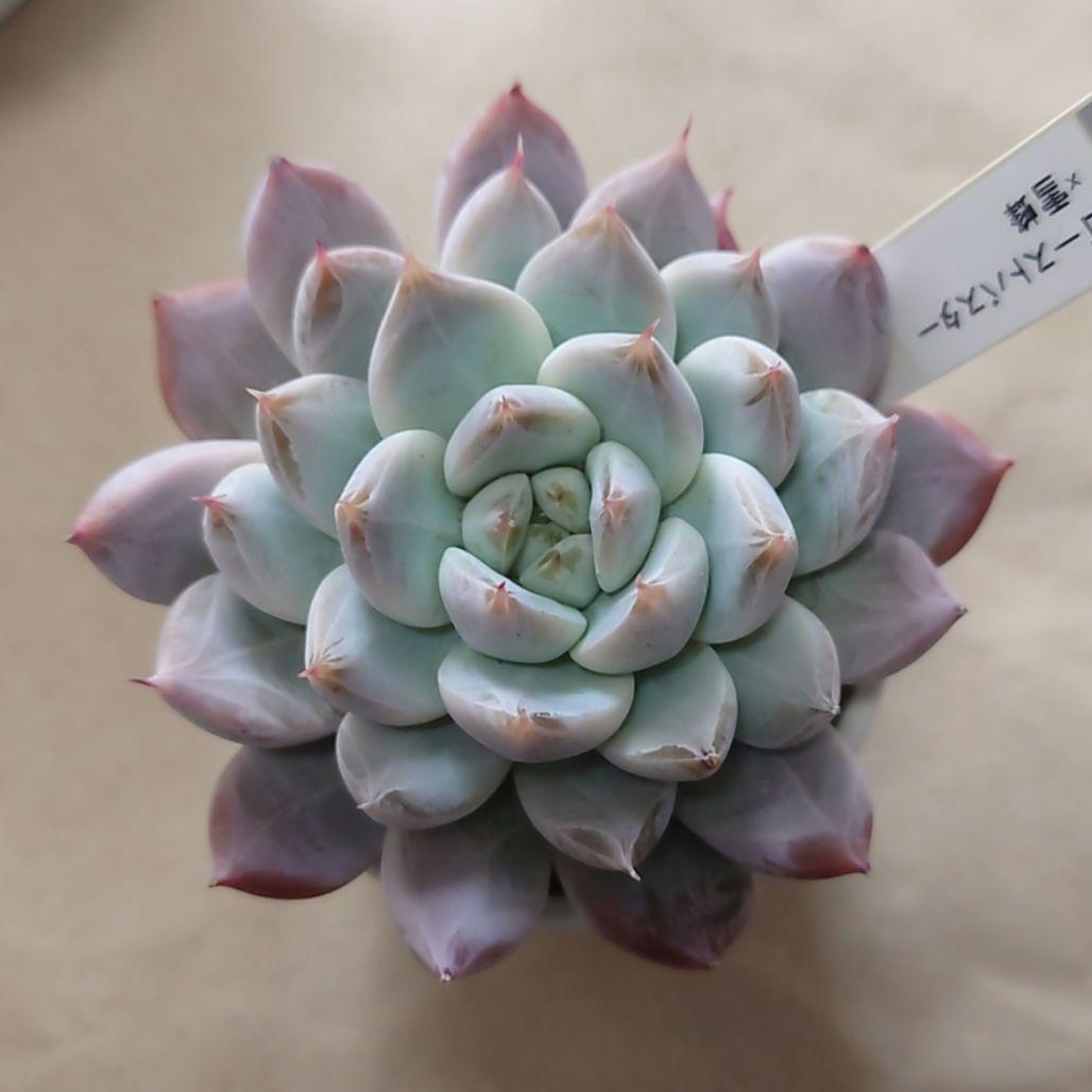 多肉植物　まとめ売り（札付き）