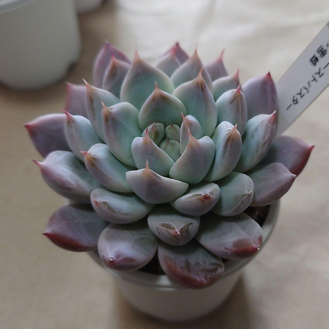 多肉植物　まとめ売り（札付き）