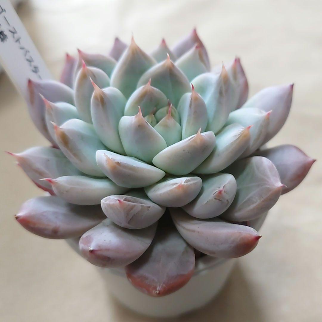 多肉植物　まとめ売り（札付き）