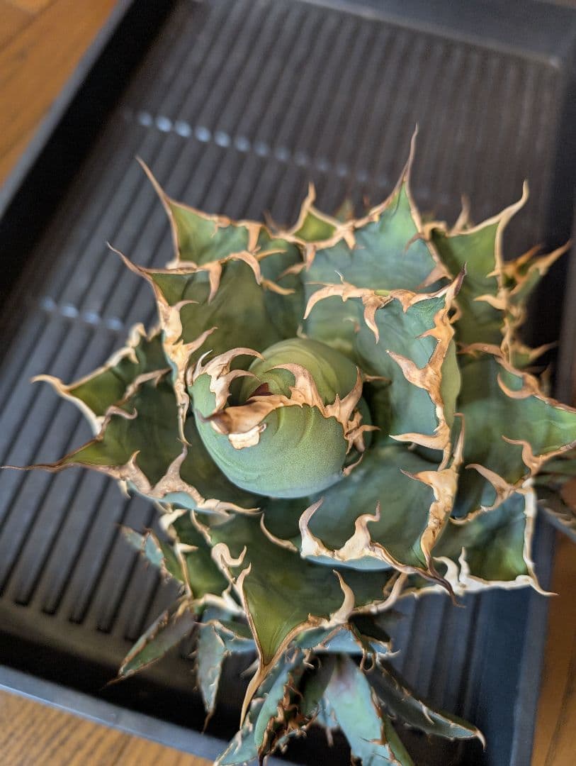 アガベ　チタノタ　YAKUZA ヤクザシーザー 子株