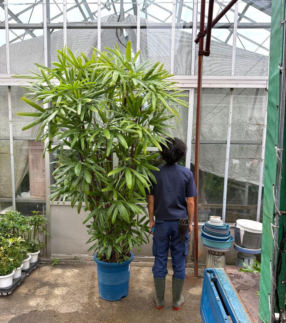 【直接取引限定】特大観葉植物!観音竹 約2m60cm 15号サイズ 懸崖鉢