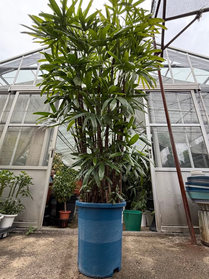 【直接取引限定】特大観葉植物!観音竹 約2m60cm 15号サイズ 懸崖鉢