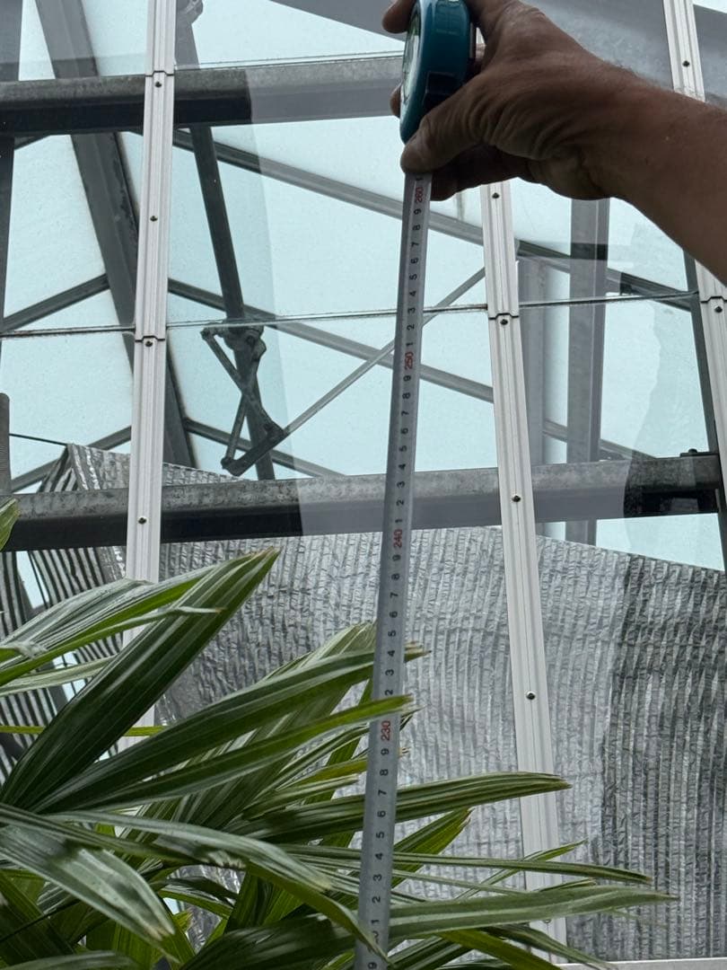 【直接取引限定】特大観葉植物!観音竹 約2m60cm 15号サイズ 懸崖鉢