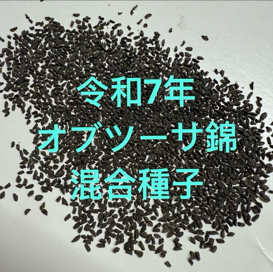オブツーサ錦 混合種子 令和7年産 注文よろしくお願いします^ ^