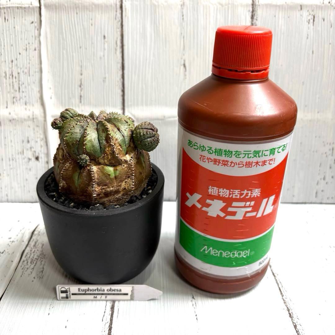 【特選極上大株】ユーフォルビア　オベサ　木質化　発根済み　鉢ごと発送