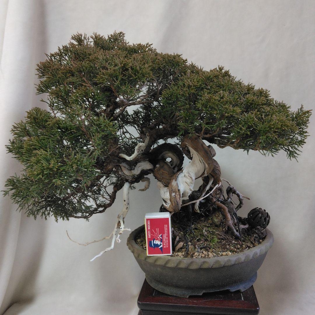 糸魚川しんぱく中品盆栽です。シャリ神付き　依頼品黒松、しんぱく、五葉松