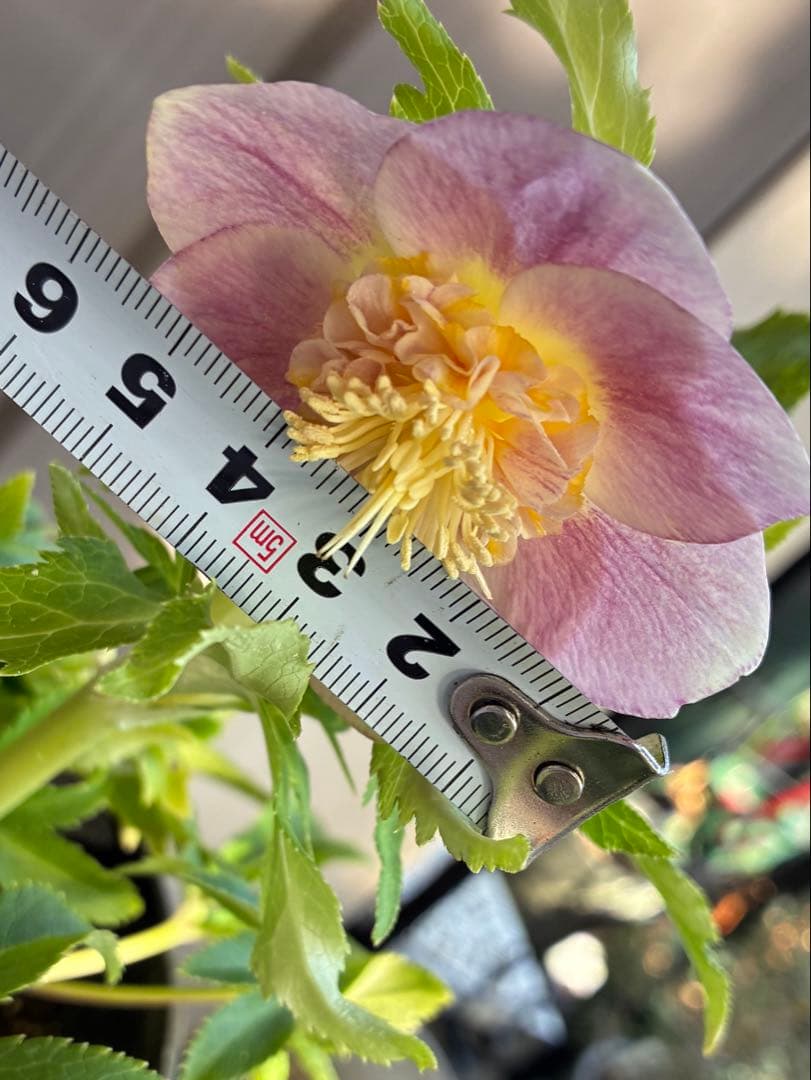 ♡広瀬園芸♡ SDベビーピンクぼかし