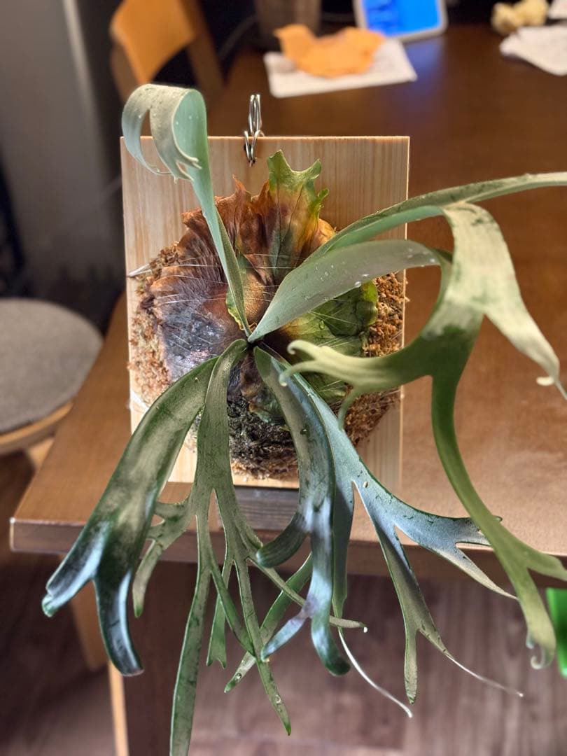 P.willinckii cv. Blue Queen 親株サイズ 今日までです