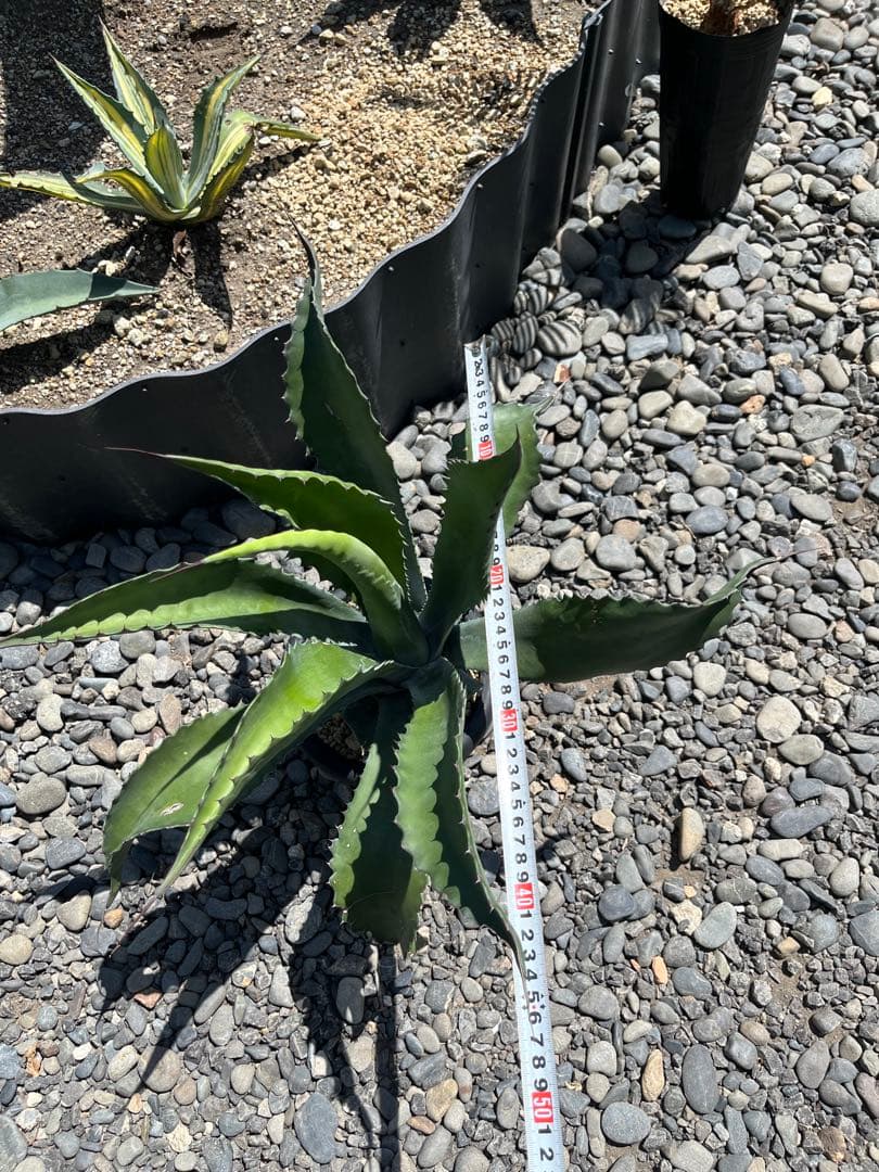 アガベ ローガンカルホーン