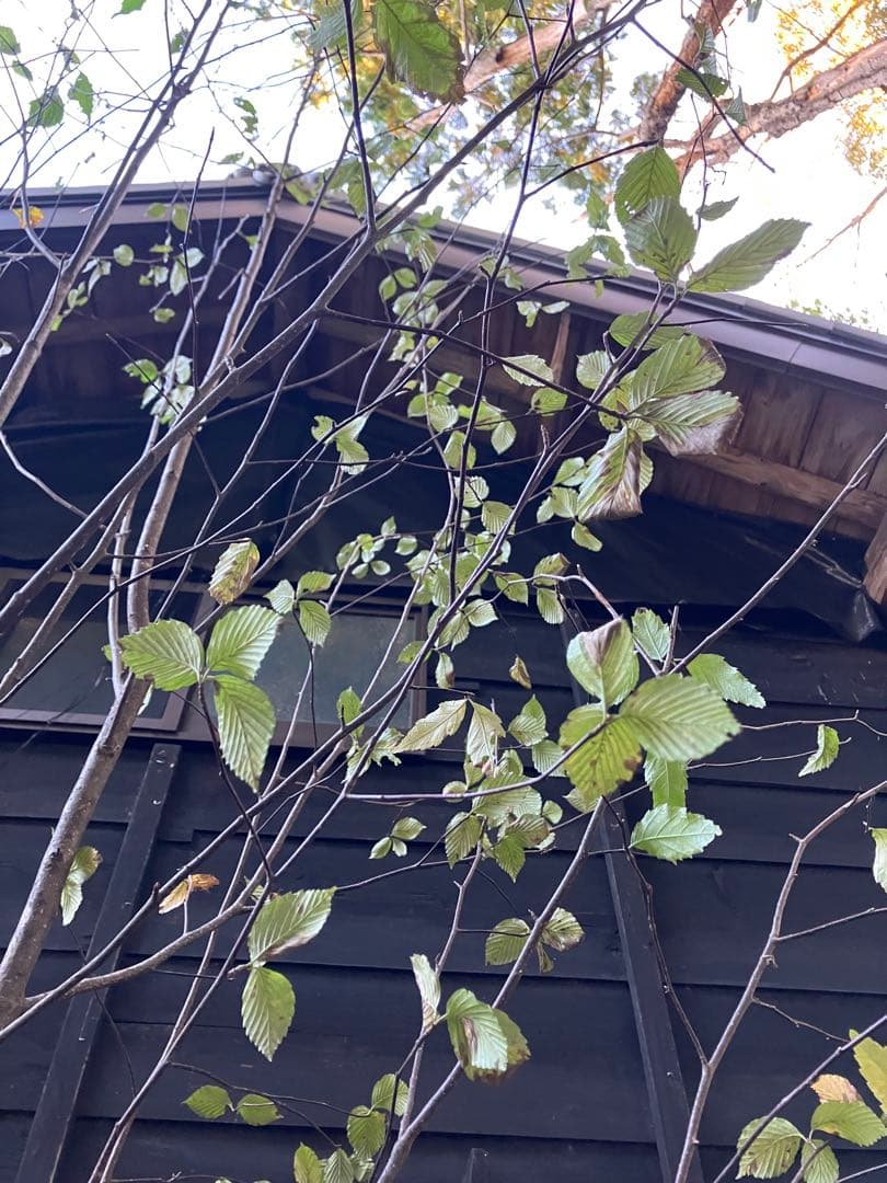 山採り　アズキナシ 特大