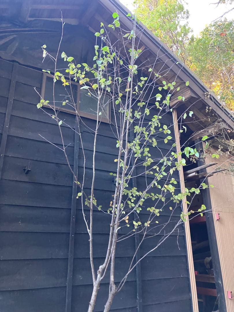 山採り　アズキナシ 特大