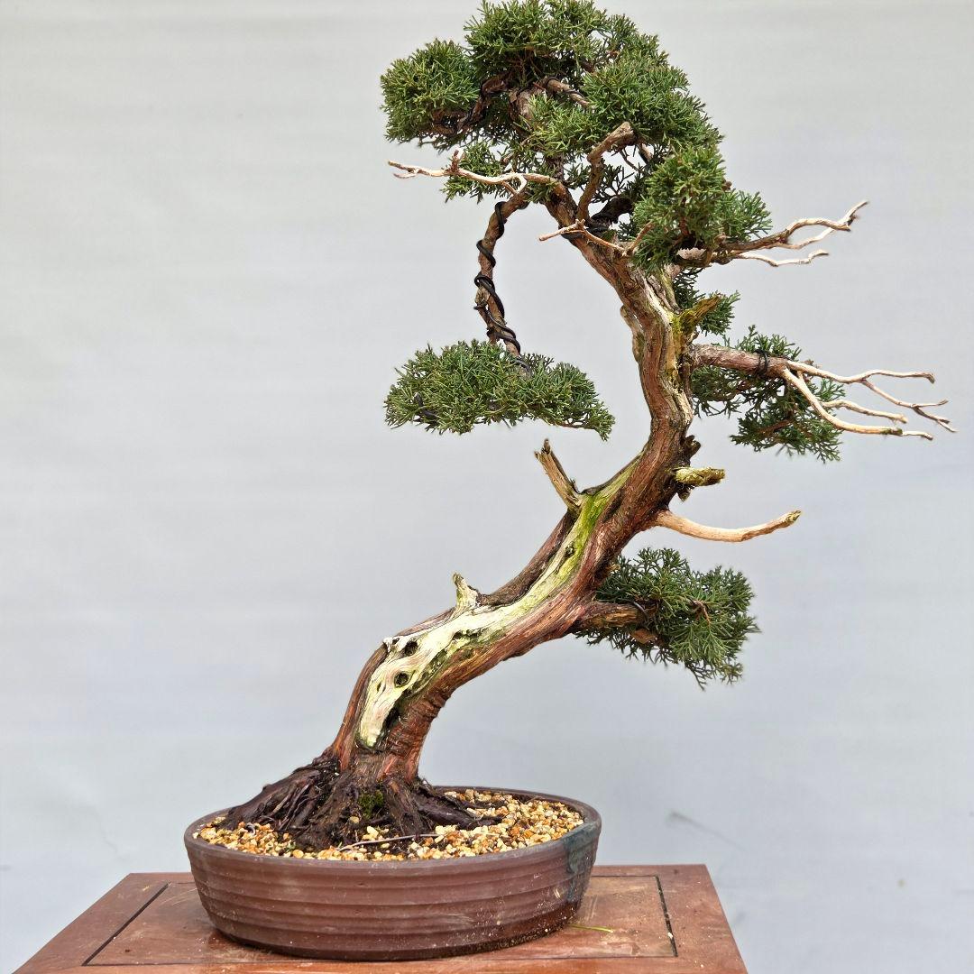 真柏　[斜幹模様木]　大品盆栽