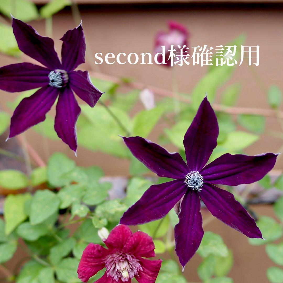 クレマチス確認用