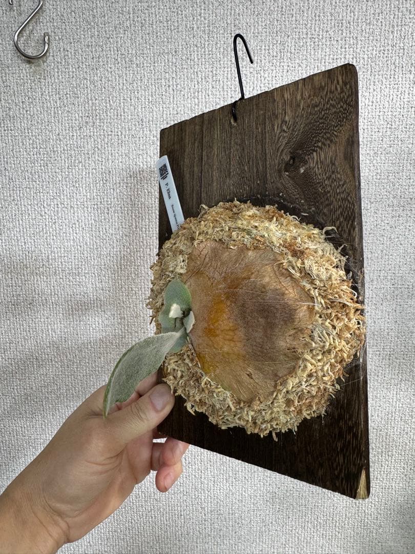 【子株】P. Elsa  Queen F307 ビカクシダ　子株　OC