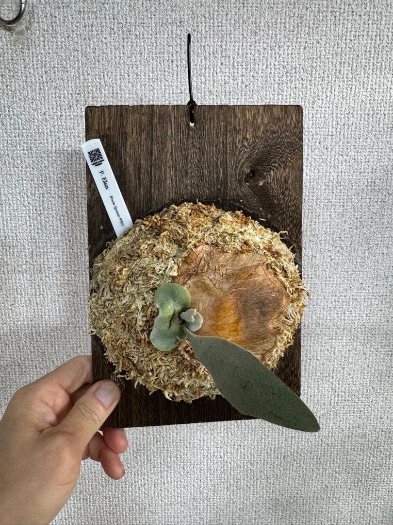 【子株】P. Elsa  Queen F307 ビカクシダ　子株　OC