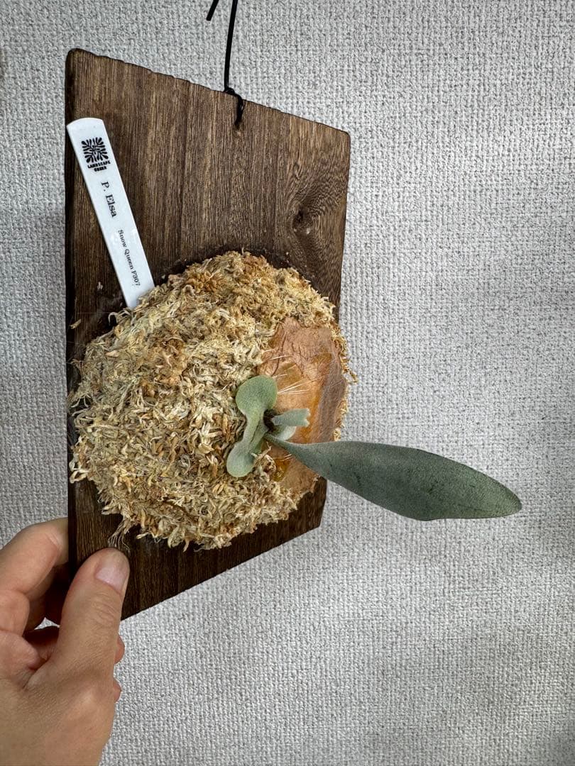 【子株】P. Elsa  Queen F307 ビカクシダ　子株　OC