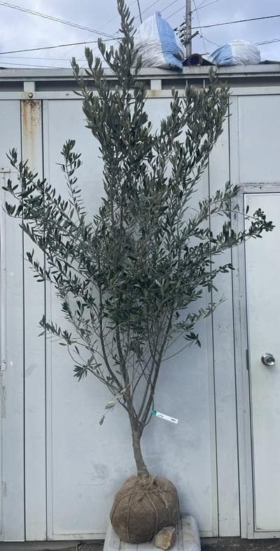 《現品》オリーブの木　シプレシーノ 樹高2.1ｍ（根鉢含まず）185【苗木/庭木
