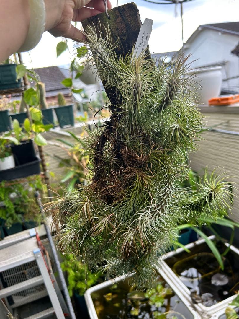 ブロメリア・エアープランツ Tillandsia funckiana var. recurvifolia