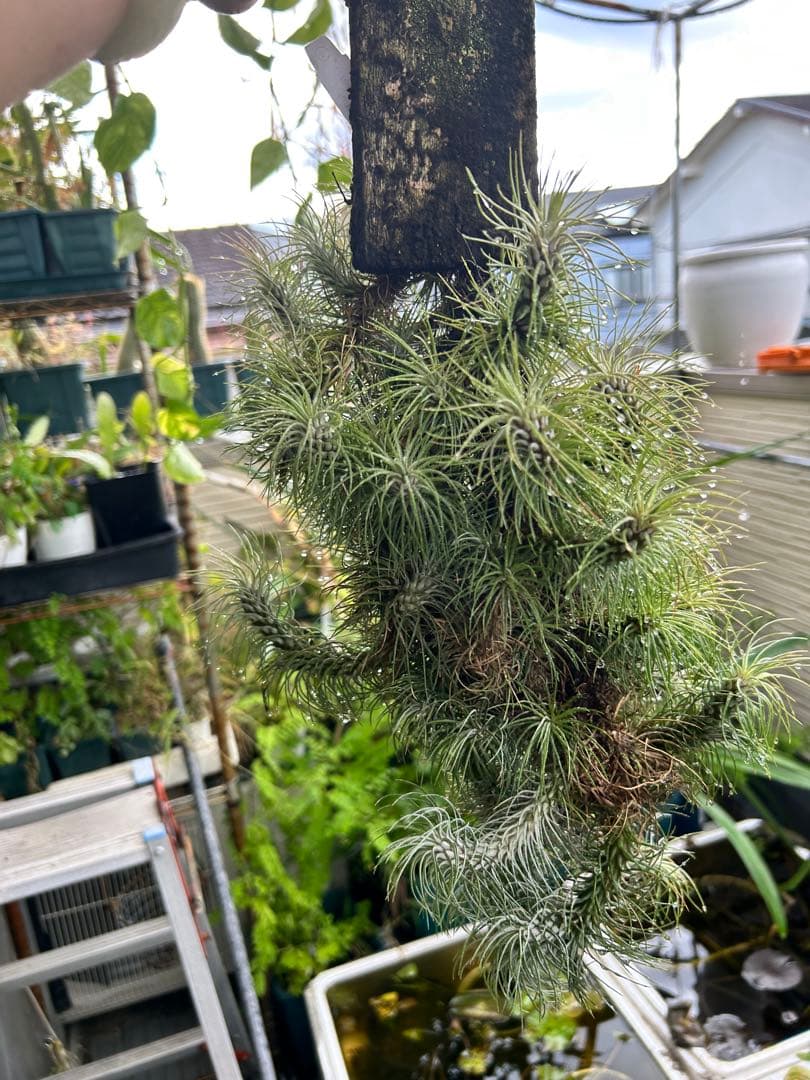 ブロメリア・エアープランツ Tillandsia funckiana var. recurvifolia