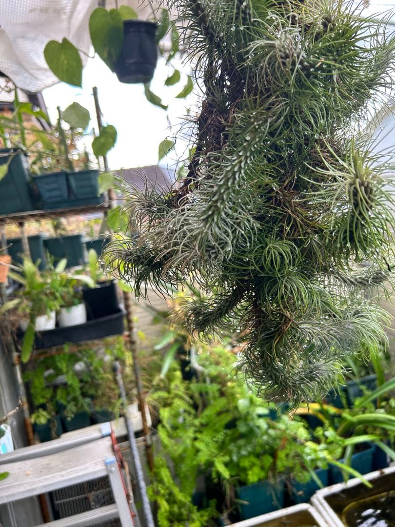 ブロメリア・エアープランツ Tillandsia funckiana var. recurvifolia