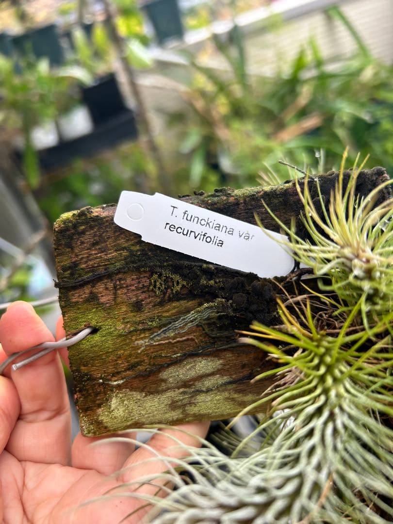 ブロメリア・エアープランツ Tillandsia funckiana var. recurvifolia