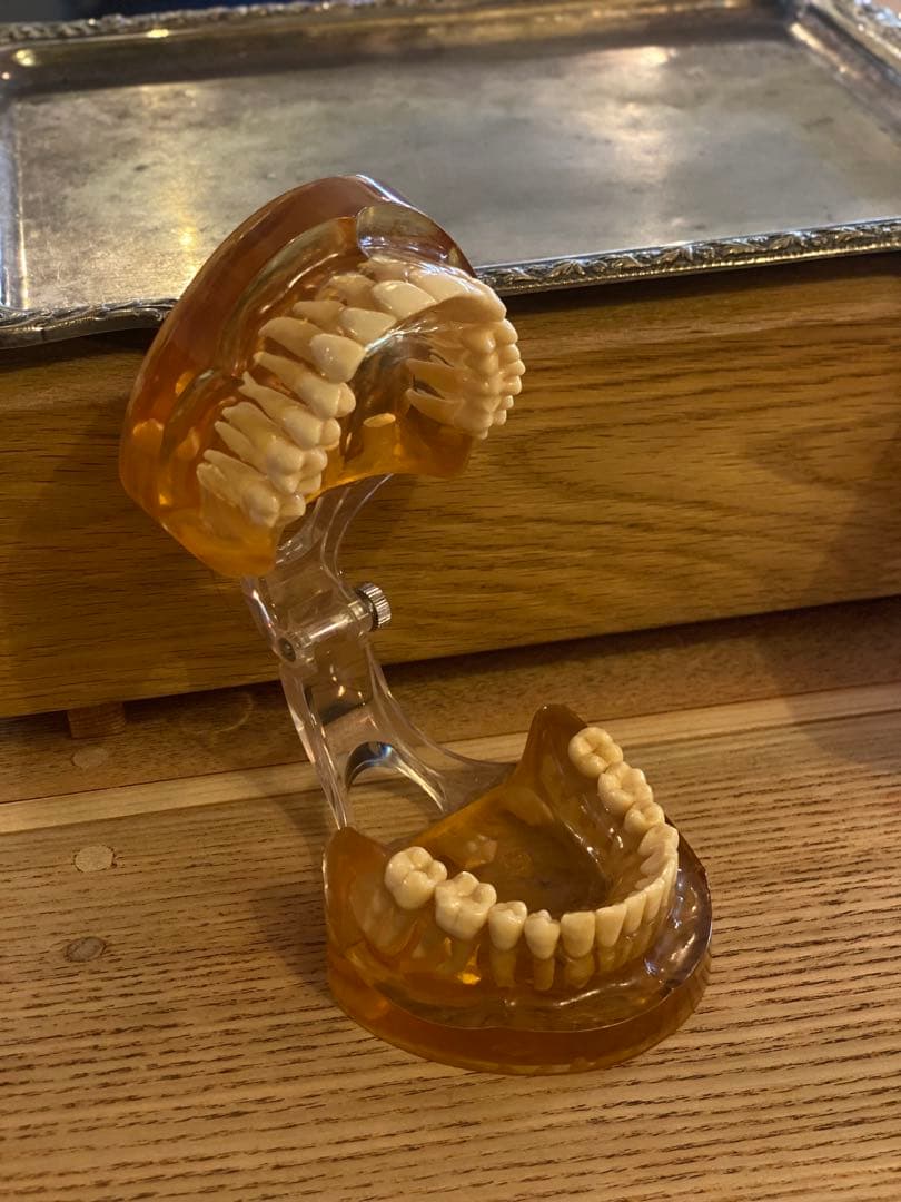 【ヴィンテージ／歯科模型】リアル歯列標本 レジン封入・希少インテリア 昭和レトロ