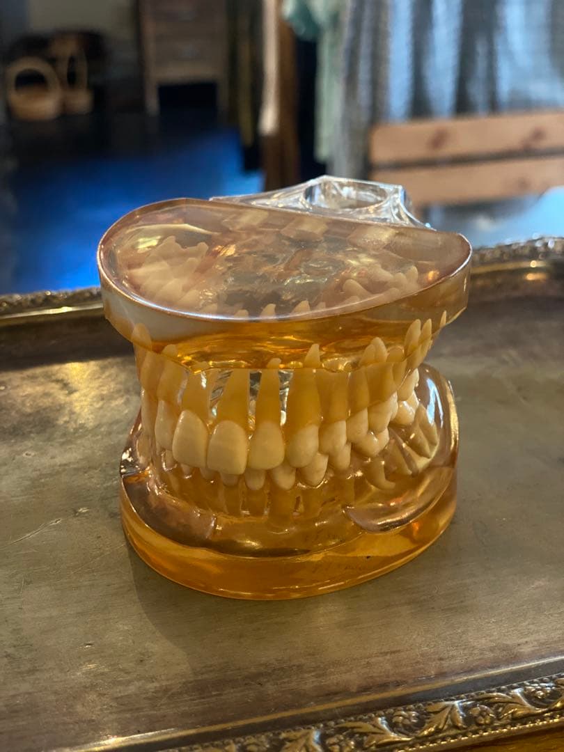 【ヴィンテージ／歯科模型】リアル歯列標本 レジン封入・希少インテリア 昭和レトロ