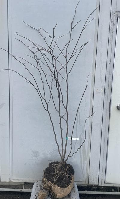 《現品》丸葉の木（マルバノキ）株立ち　樹高1.6ｍ（根鉢含まず）94【紅万作】