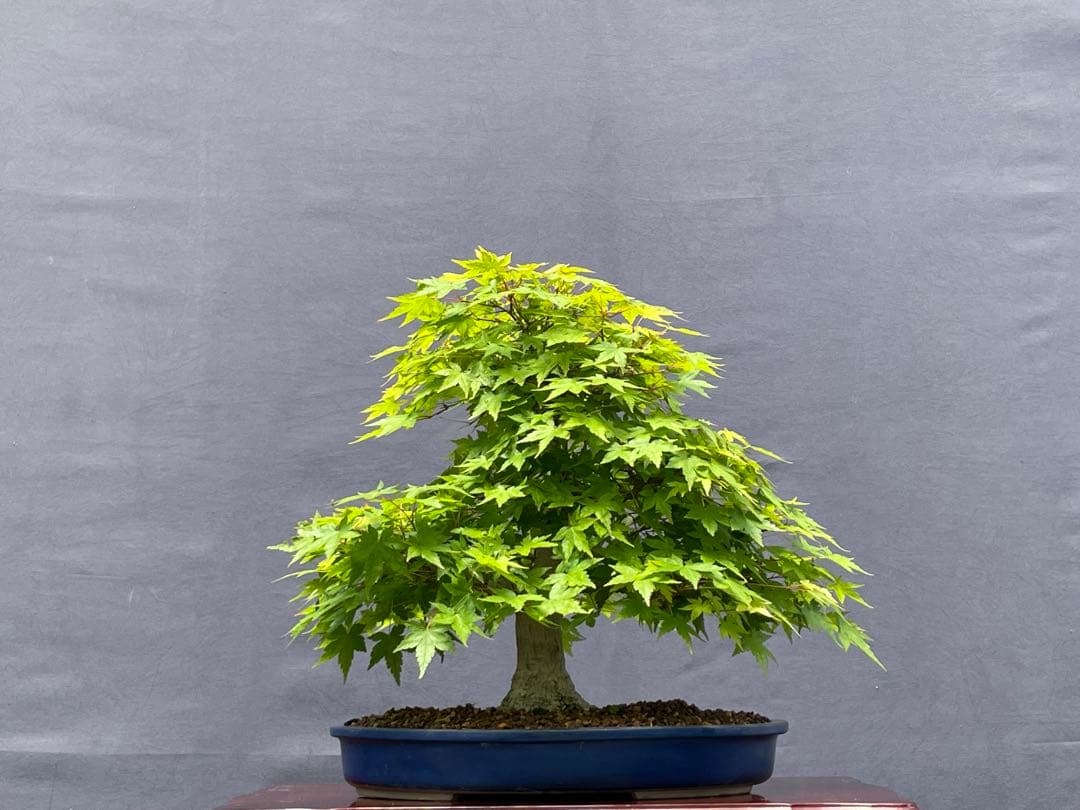 三河盆栽　山紅葉　盆栽