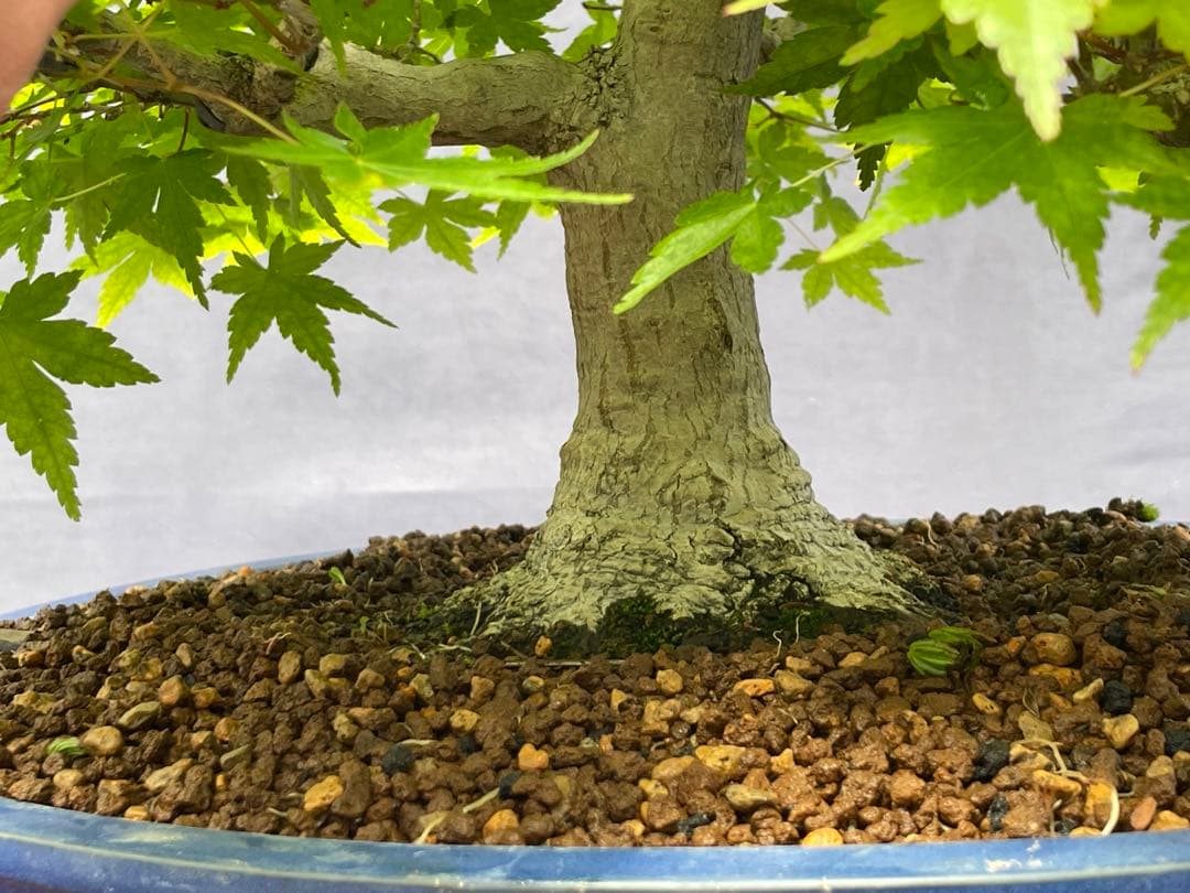 三河盆栽　山紅葉　盆栽