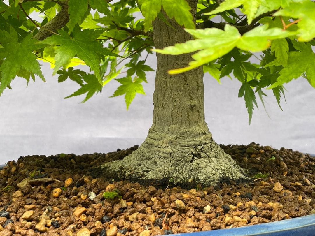 三河盆栽　山紅葉　盆栽