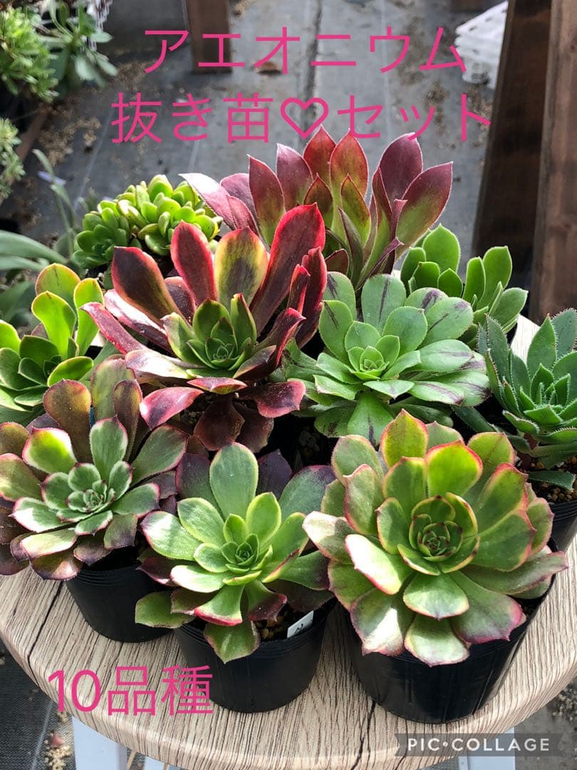 アエオニウム 10品種♡抜き苗セット⑥