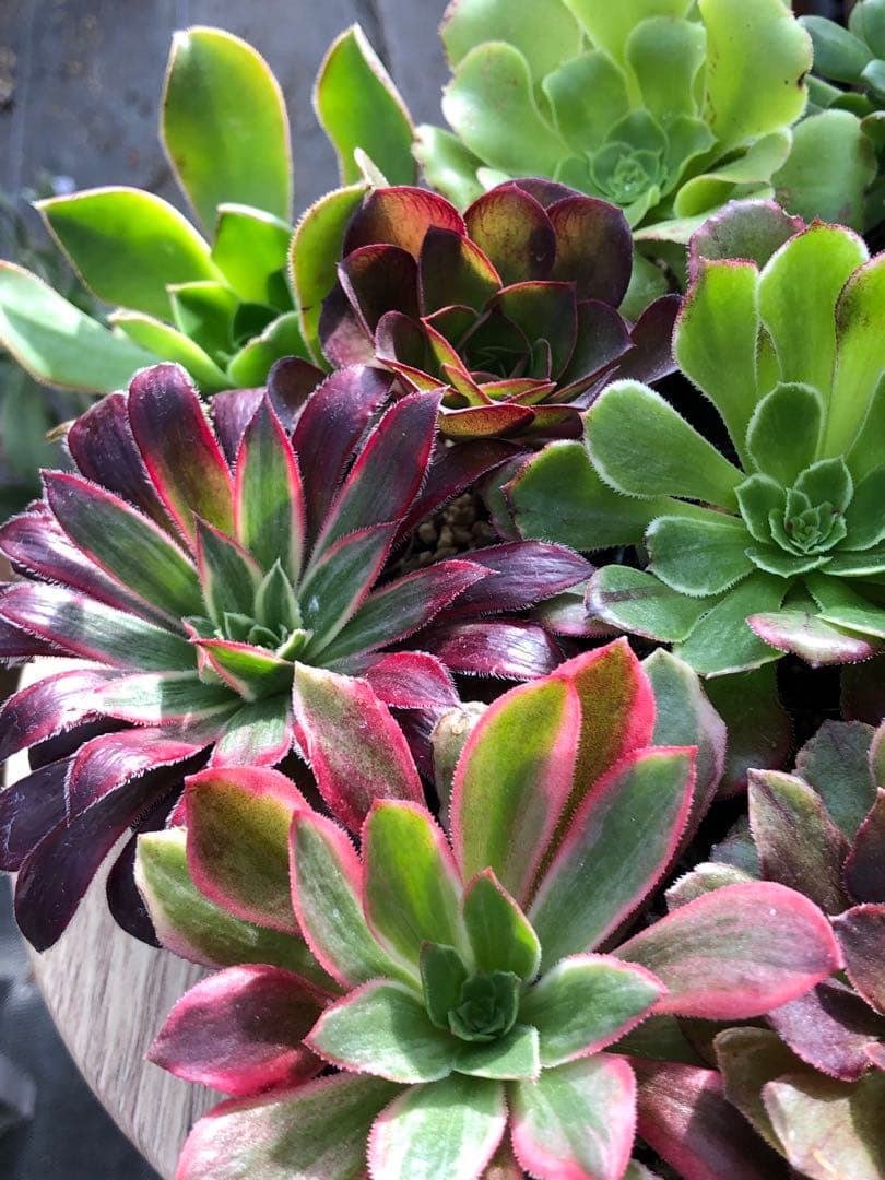 アエオニウム 10品種♡抜き苗セット⑥