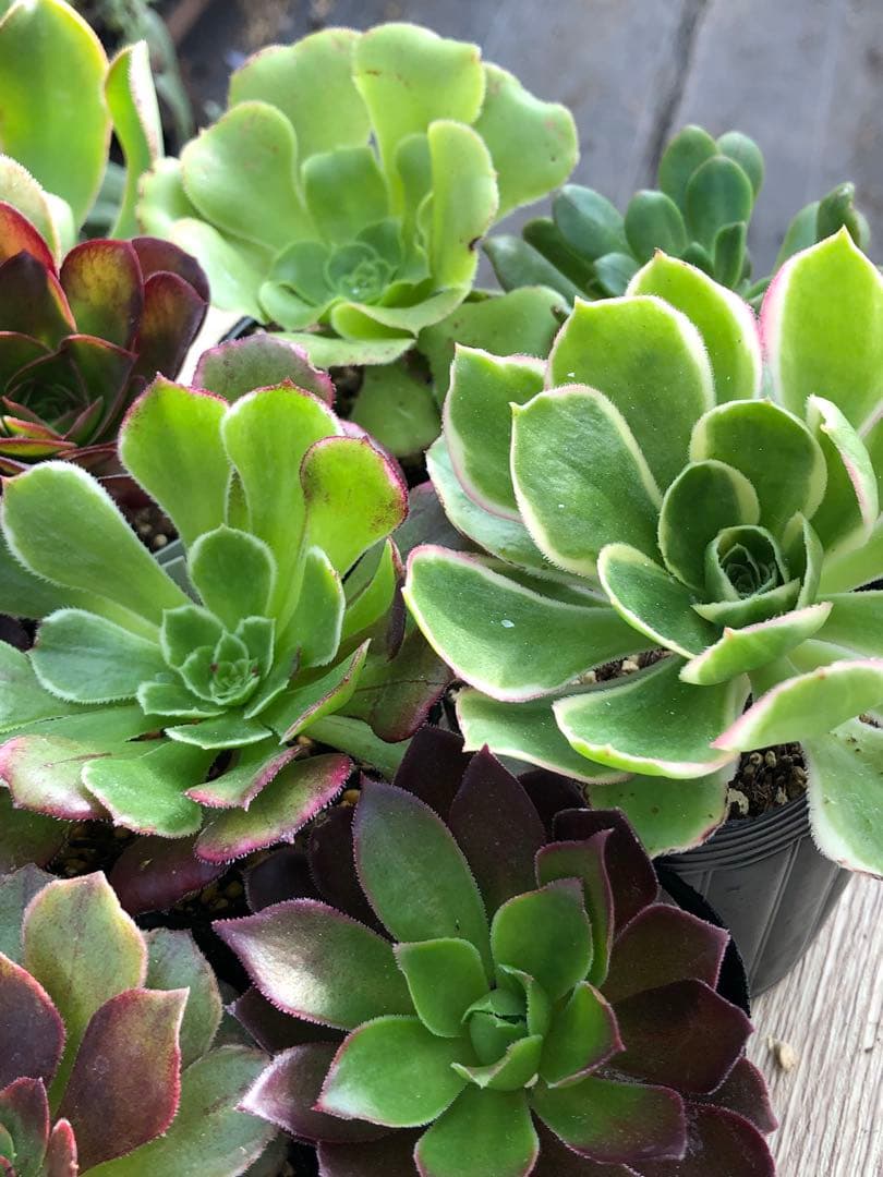 アエオニウム 10品種♡抜き苗セット⑥