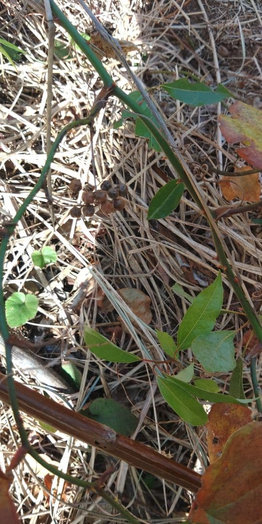 サンキライ　確認用