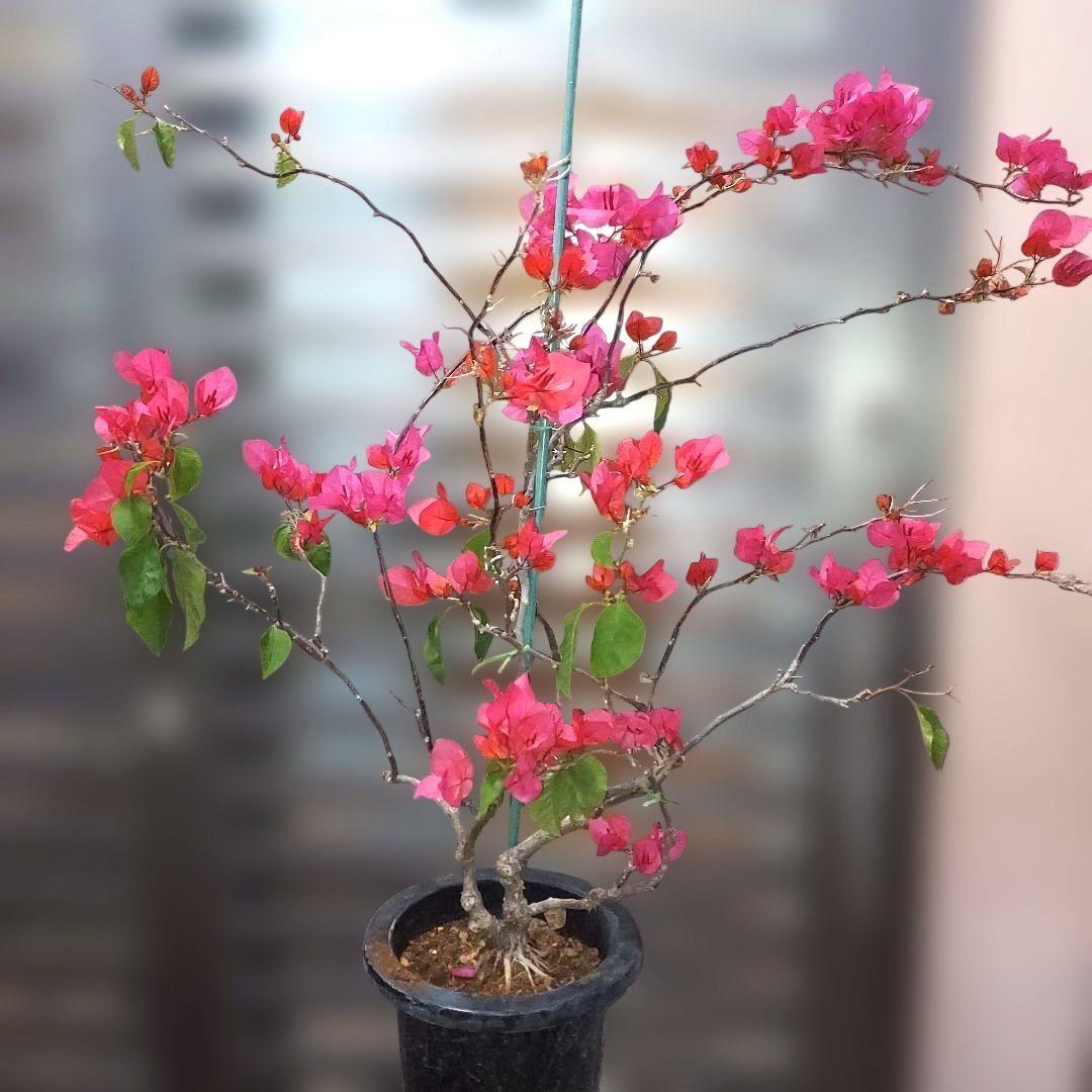 ブーゲンビリア ピンク No80 らくらくメルカリ便発送‼️