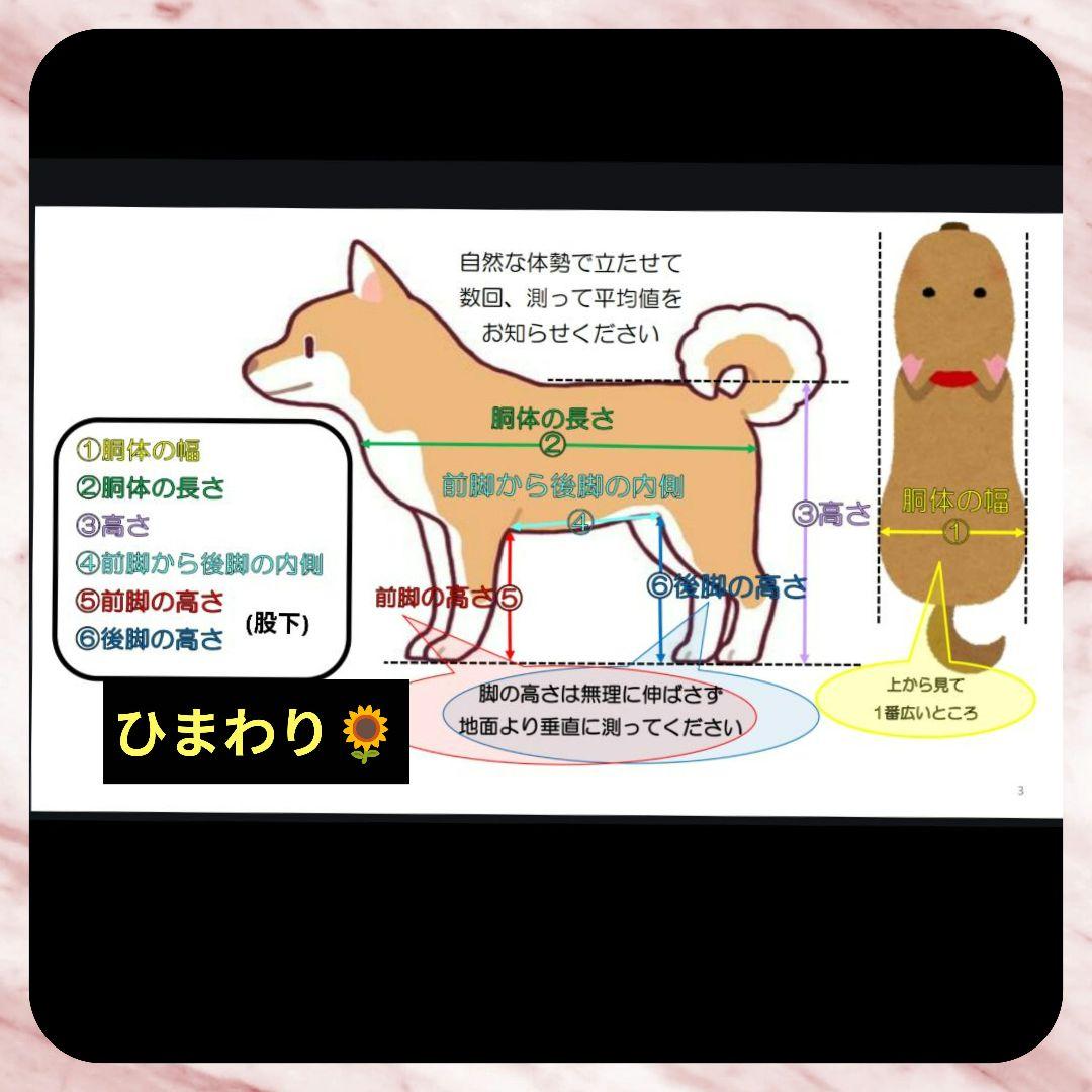 コッカースパニエル4輪　リハビリ　食事補助　犬用車椅子　介護補助　犬の歩行器