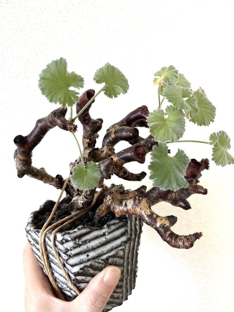 冬型植物ペラルゴニウム ミラビレ（抜き鉢発送）