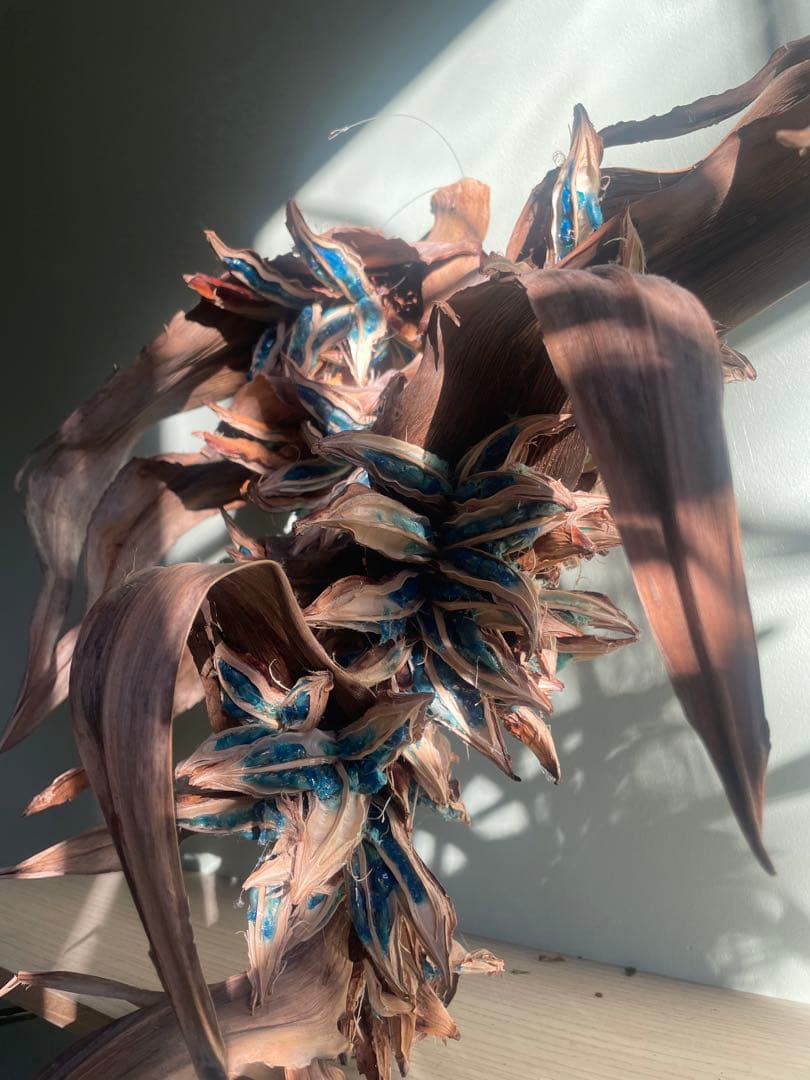 タビビトノキ　(石垣島産)