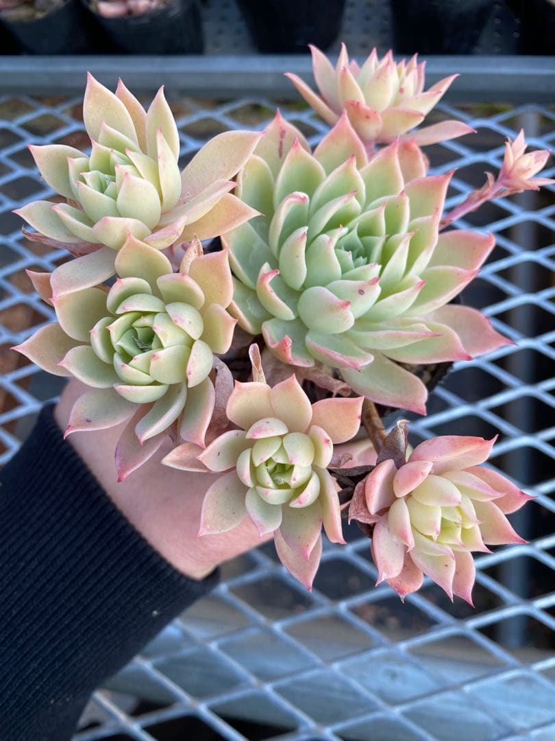 卯木さま　確認用ページ