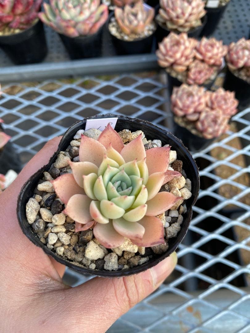 卯木さま　確認用ページ