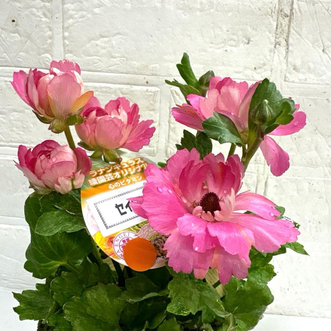 レア♡ラナンキュラス♡セイレン♡3.５号♡メルカリ便