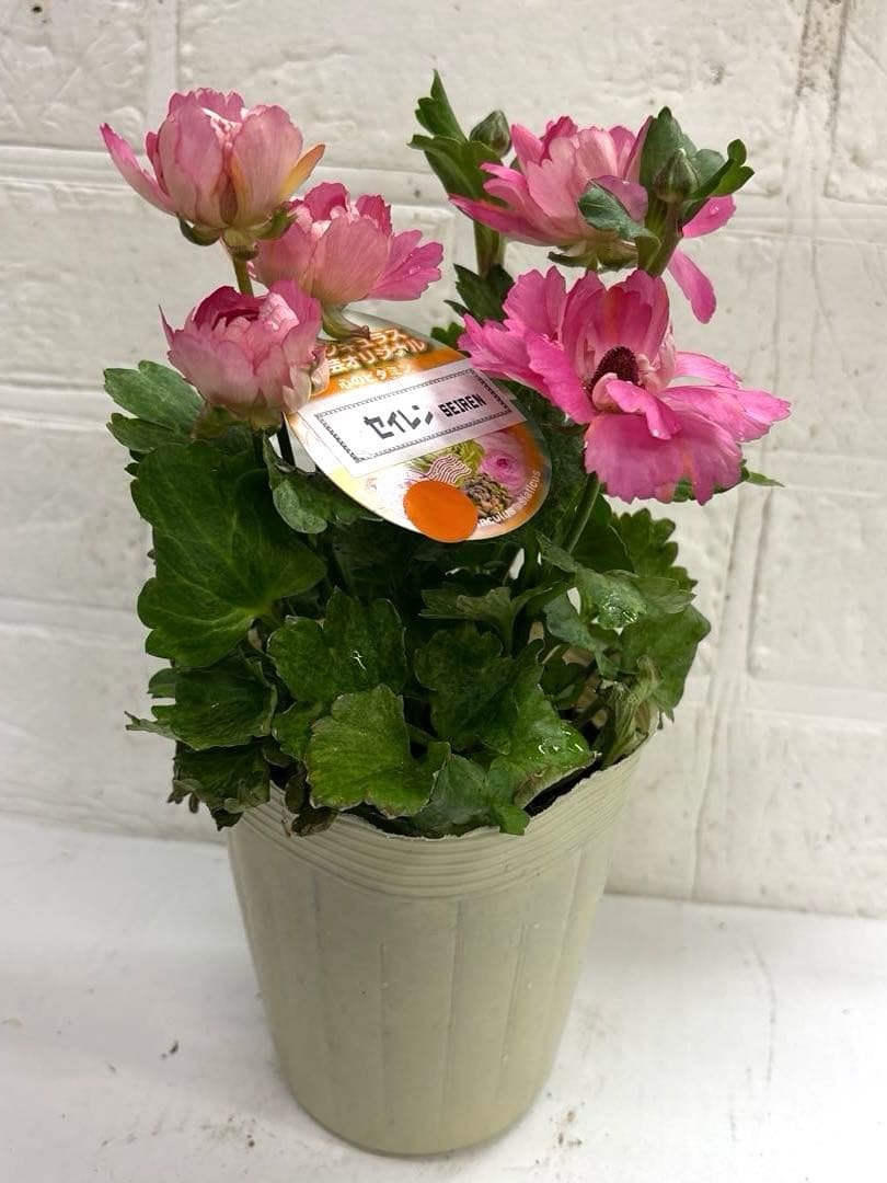 レア♡ラナンキュラス♡セイレン♡3.５号♡メルカリ便