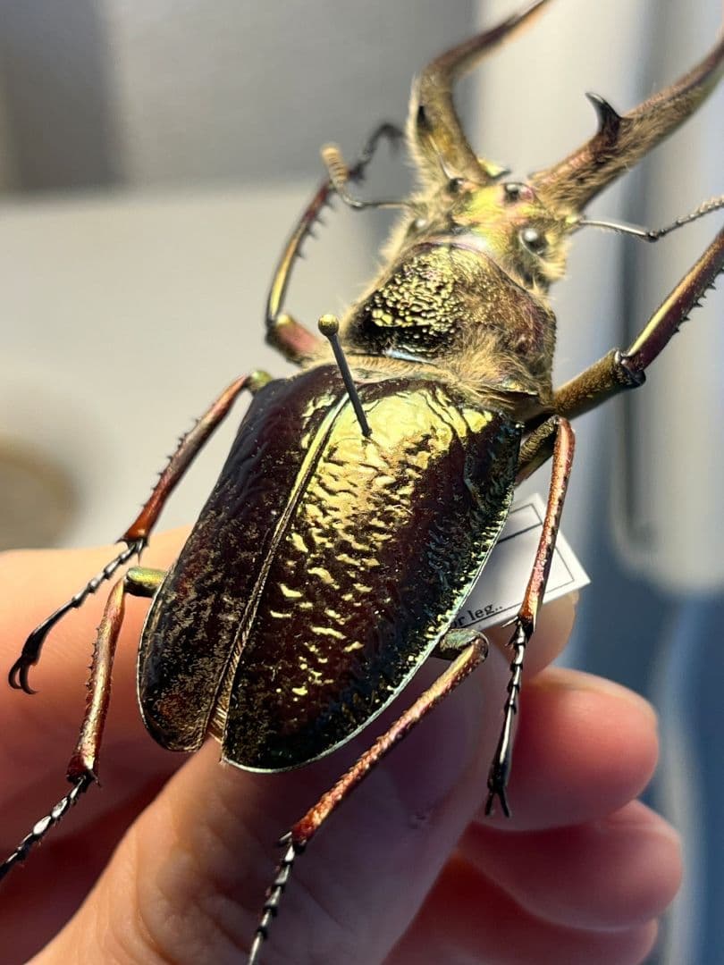 【81mm】ギガンテウスシワバネクワガタ 昆虫標本 ニジイロクワガタ