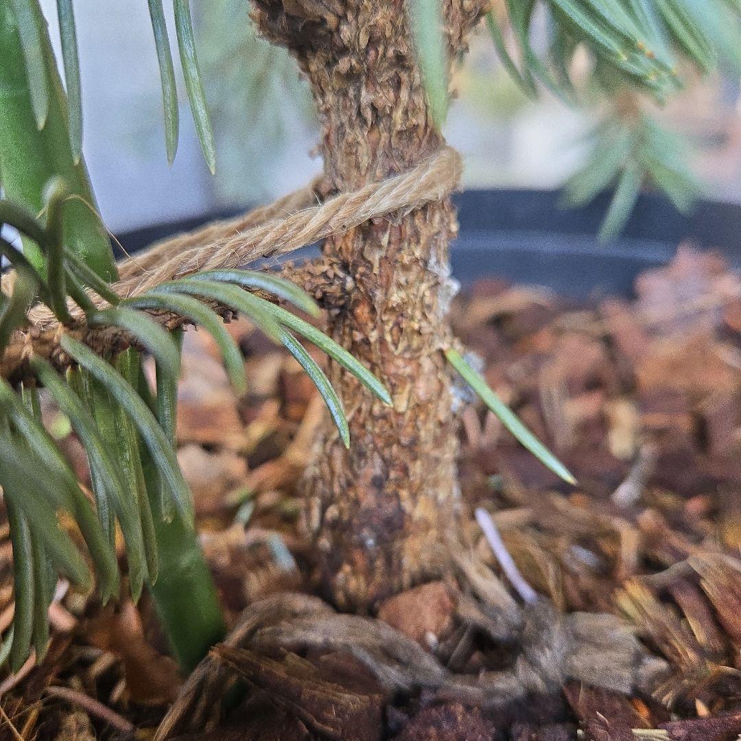 ④　プンゲンストウヒ　ホプシー　8号　最高等級極上品‼️