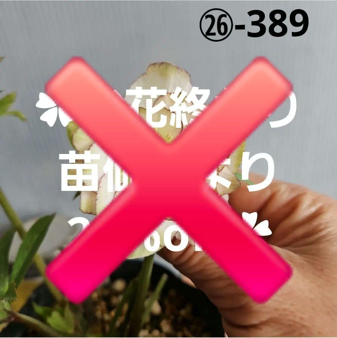 ㉖-389クリスマスローズ