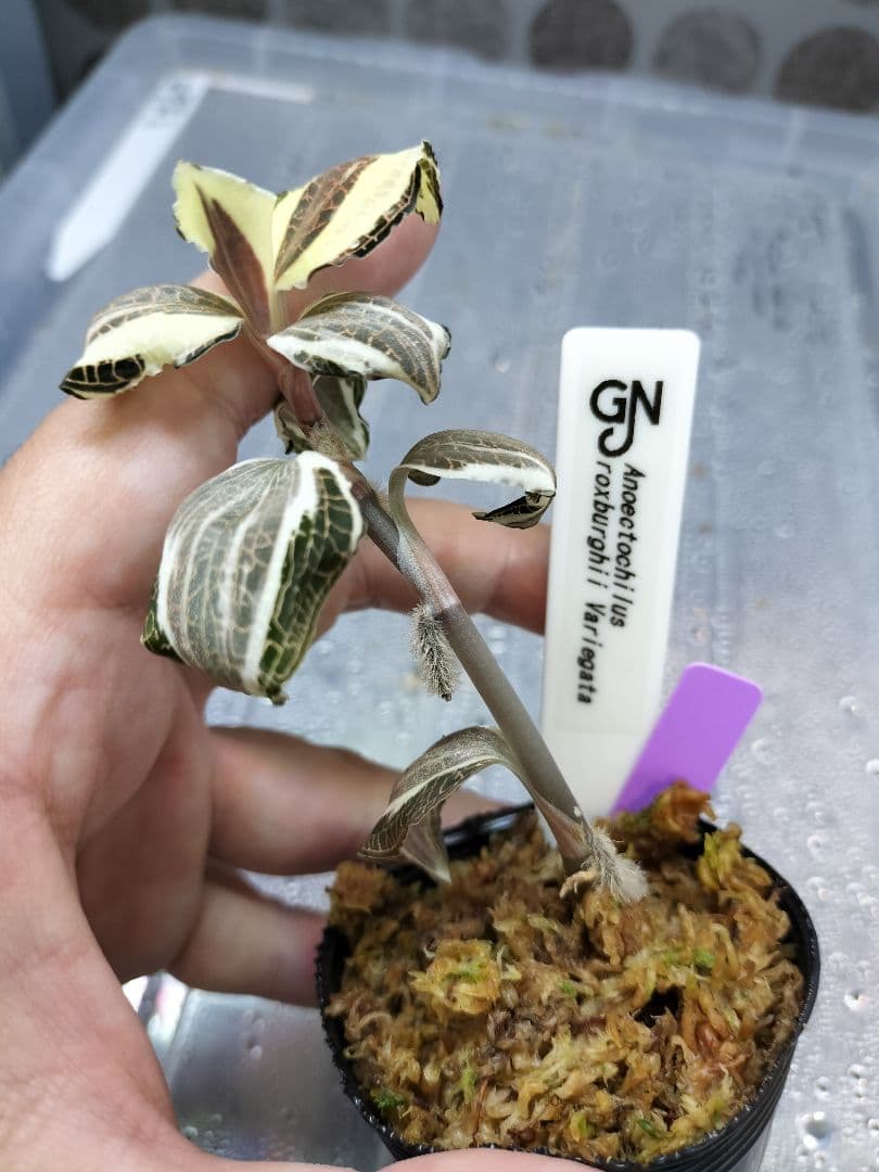 Anoectochilus sp. 斑入りジュエルオーキッド 宝石蘭