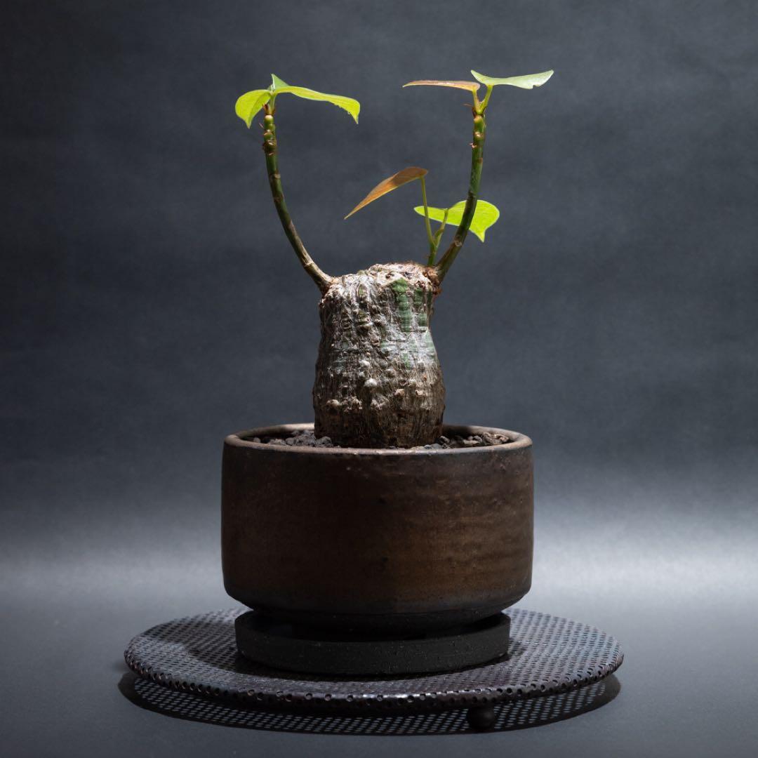 プセウドボンバックスエリプティクム