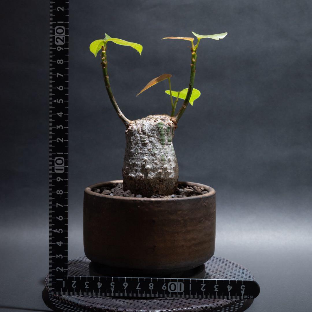 プセウドボンバックスエリプティクム